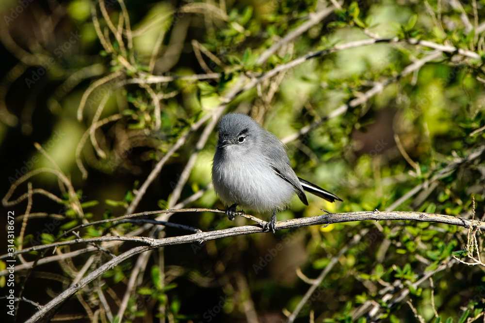Obraz premium Gnatcatcher