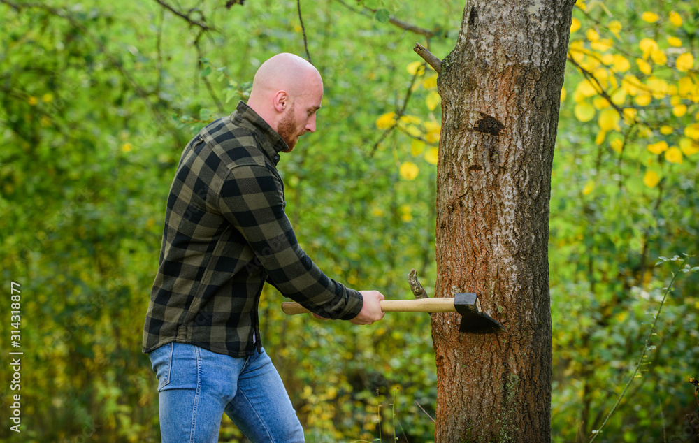 bearded hipster cut tree. man checkered shirt use axe. brutal and attractive male in forest. power and strength. lumberjack carry ax. bald woodsman worker. live on rancho. concept of masculinity bearded hipster cut tree. man checkered shirt use axe. brutal and attractive male in forest. power and strength. lumberjack carry ax. bald woodsman worker. live on rancho. concept of masculinity