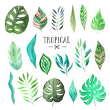 Watercolor green tropical leaves set