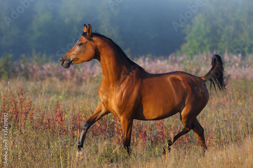 Beautiful chestnut arabian horse runs free across the field in the misty summer morning