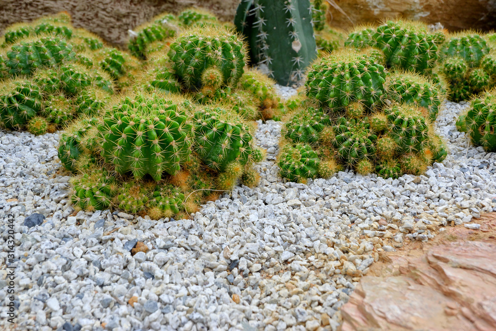 Cacti in the garden of Asia Cacti in the garden of Asia