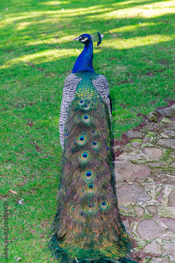 Obraz premium Indian peafowl, (Pavo cristatus), colorful tail