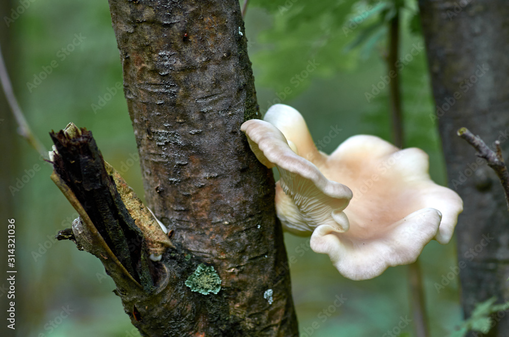 Wood mushroom