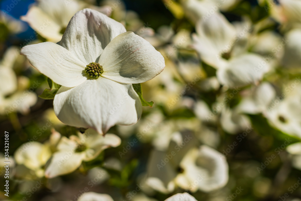 Obraz premium Close up of Asian Dogwood Blossoms, Macro white blossoms, the Blossom of Cornus kousa