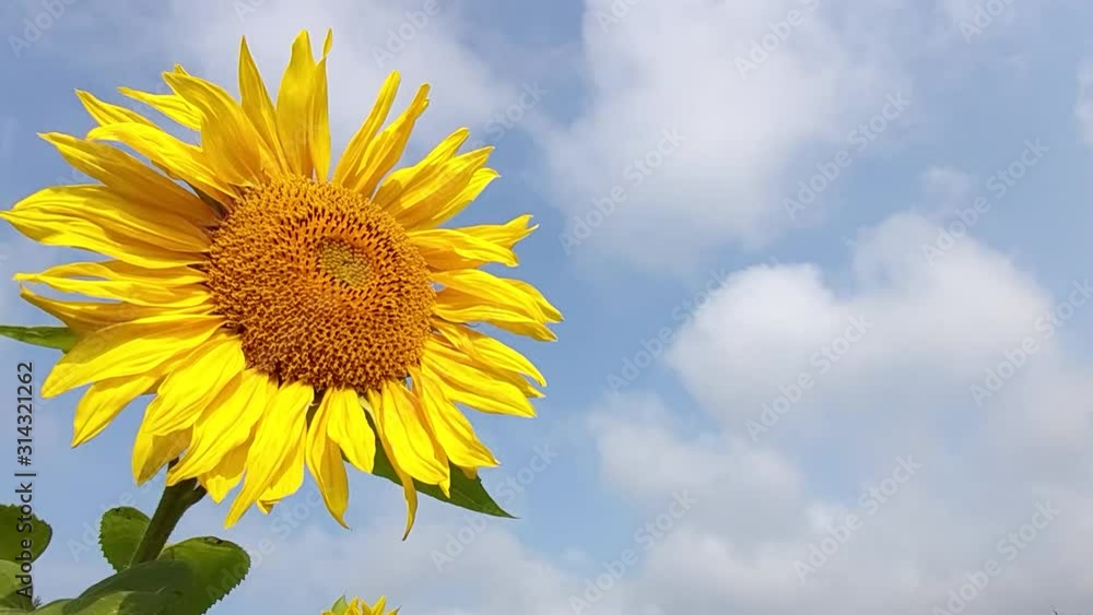 one large yellow sunflower flower sways in the wind in Sunny weather against the sky with a copy of space. one large yellow sunflower flower sways in the wind in Sunny weather against the sky with a copy of space.