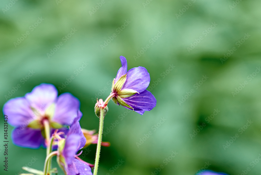 Fototapeta premium Blue forest flower