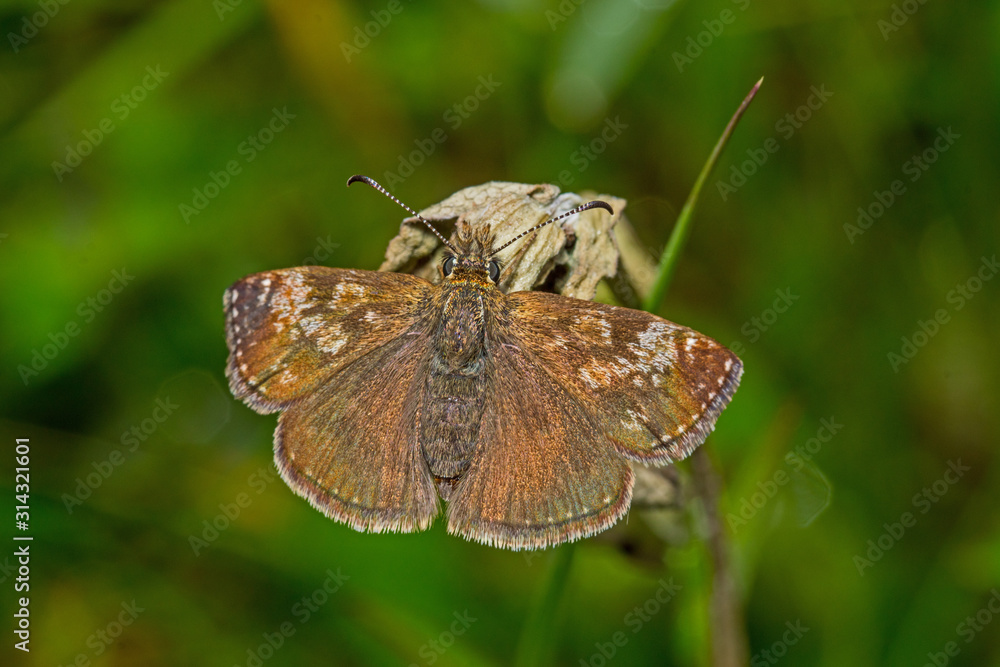 Obraz premium 18.05.2019 DE, RLP, Mosel, Leiwen Kronwicken-Dickkopffalter Erynnis tages (LINNAEUS, 1758)