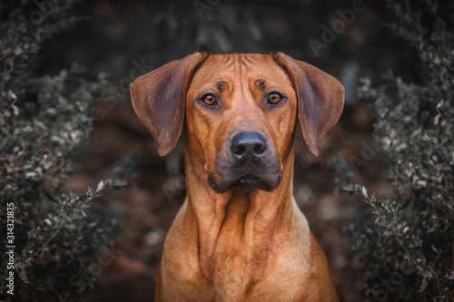 Slika na platnu Rhodesian Ridgeback Dog head