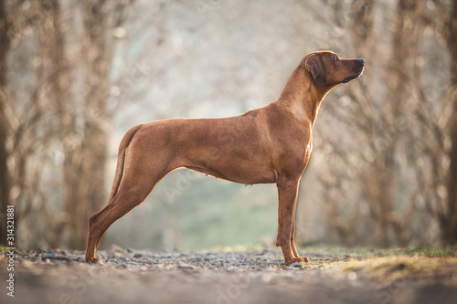 Beautiful Rhodesian ridgeback dog photo