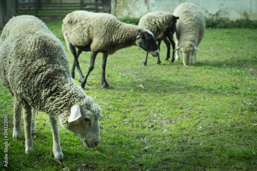 Herd of sheep graze on green pasture in the yard.