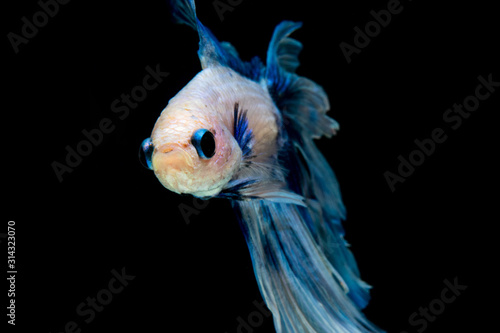 siamesebetta fish , blue betta on the black screen © invertersn_ap