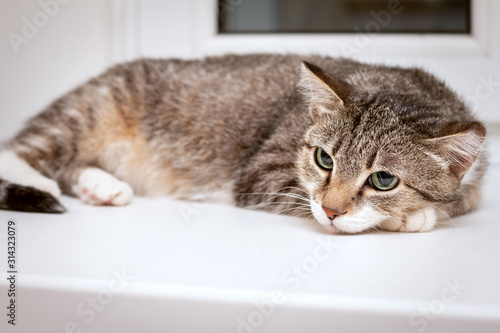 A tabby cat lies on a white windowsill, resting its head on its paws. Her gaze is tense and incredulous.