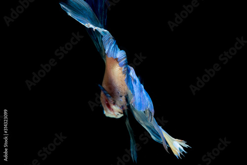 siamesebetta fish , blue betta on the black screen