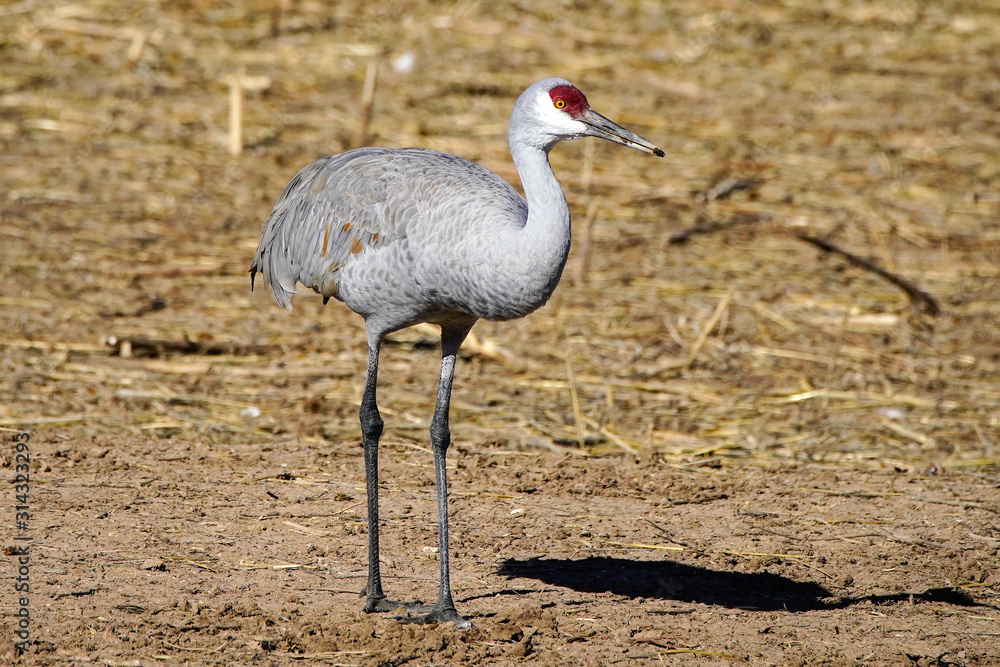 Obraz premium Sandhill Crane Portrait