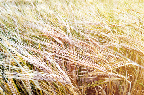 Wheat field close up ripe in gold color, natural background. Harvest concept.