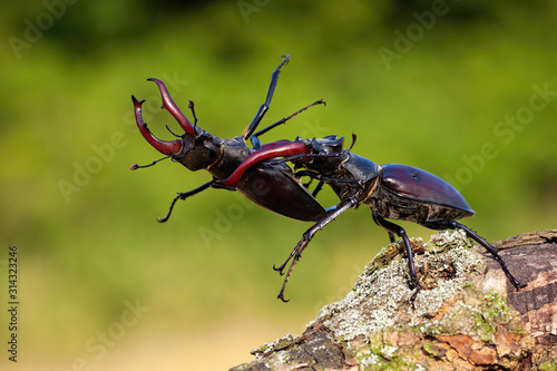 Obraz na płótnie Dominant stag beetle, lucanus cervus, holding the defeated one turned upside down in mandibles during a fight on a branch in summer. Insect males battling in green nature. w salonie
