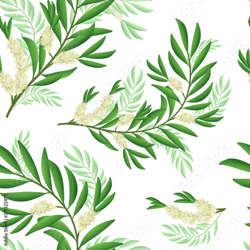 Tea tree branch pattern with flowers and leaves. Malaleuca or tea tree design composition. Vector illustration for use in web design, print or other visual area