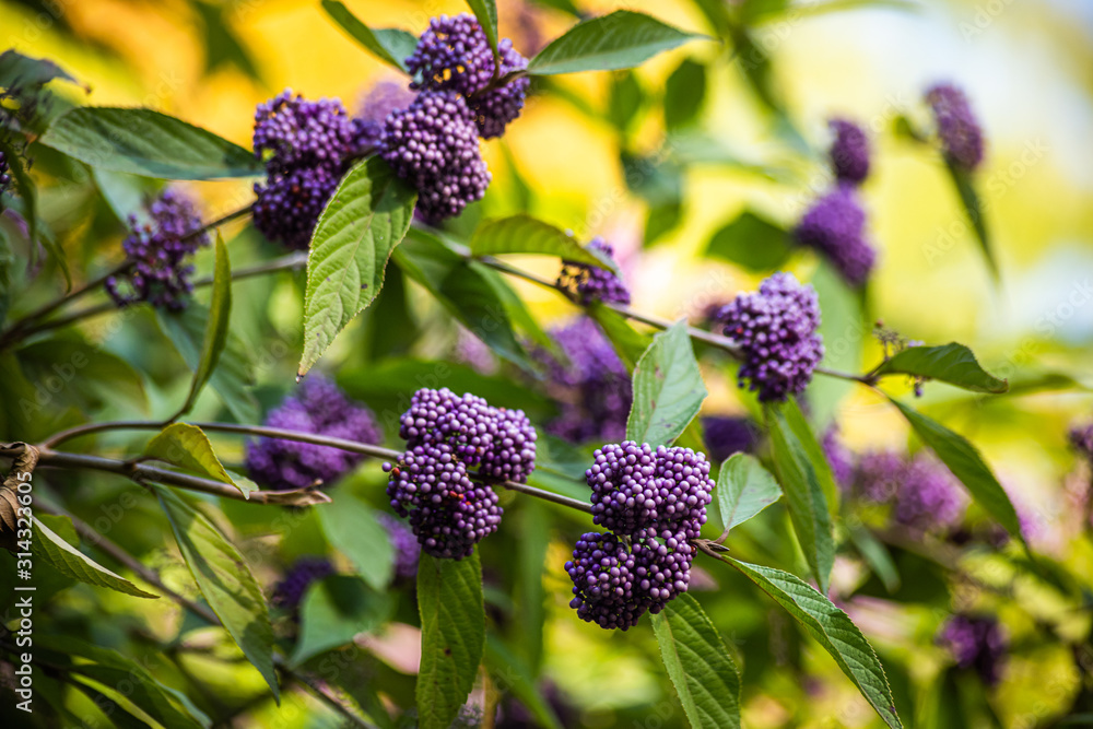 Shrub with purple berries callicarpa japonica Shrub with purple berries callicarpa japonica