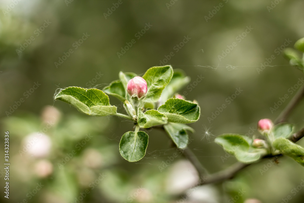 Early spring.Pink bud of apple tree flower.Web in the air.Macro photo. Good background for a site about a village garden,park,plants and fruit trees. Early spring.Pink bud of apple tree flower.Web in the air.Macro photo. Good background for a site about a village garden,park,plants and fruit trees.