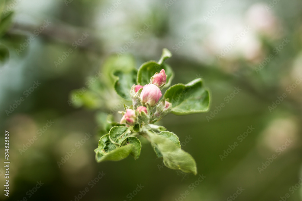 Early spring. Pink bud of apple tree flower. Macro photo. Good background for a site about a village garden, park, plants and fruit trees. Early spring. Pink bud of apple tree flower. Macro photo. Good background for a site about a village garden, park, plants and fruit trees.