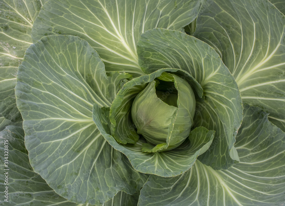 Fototapeta premium Cabbage vegetables in a village in Jordan