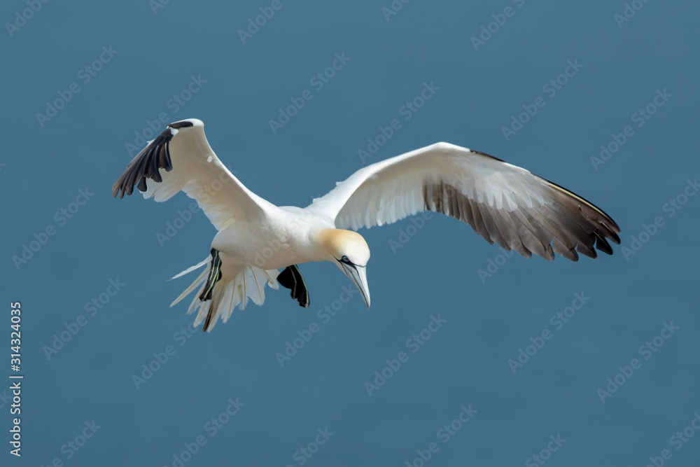 Obraz premium Gannet Aduly Flying