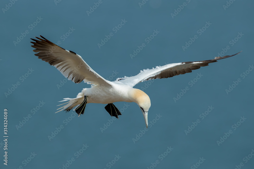 Fototapeta premium Gannet Aduly Flying
