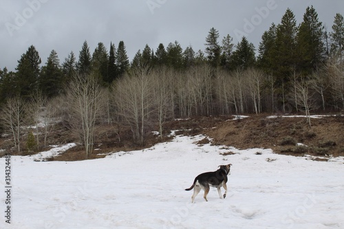 Dog in the woods