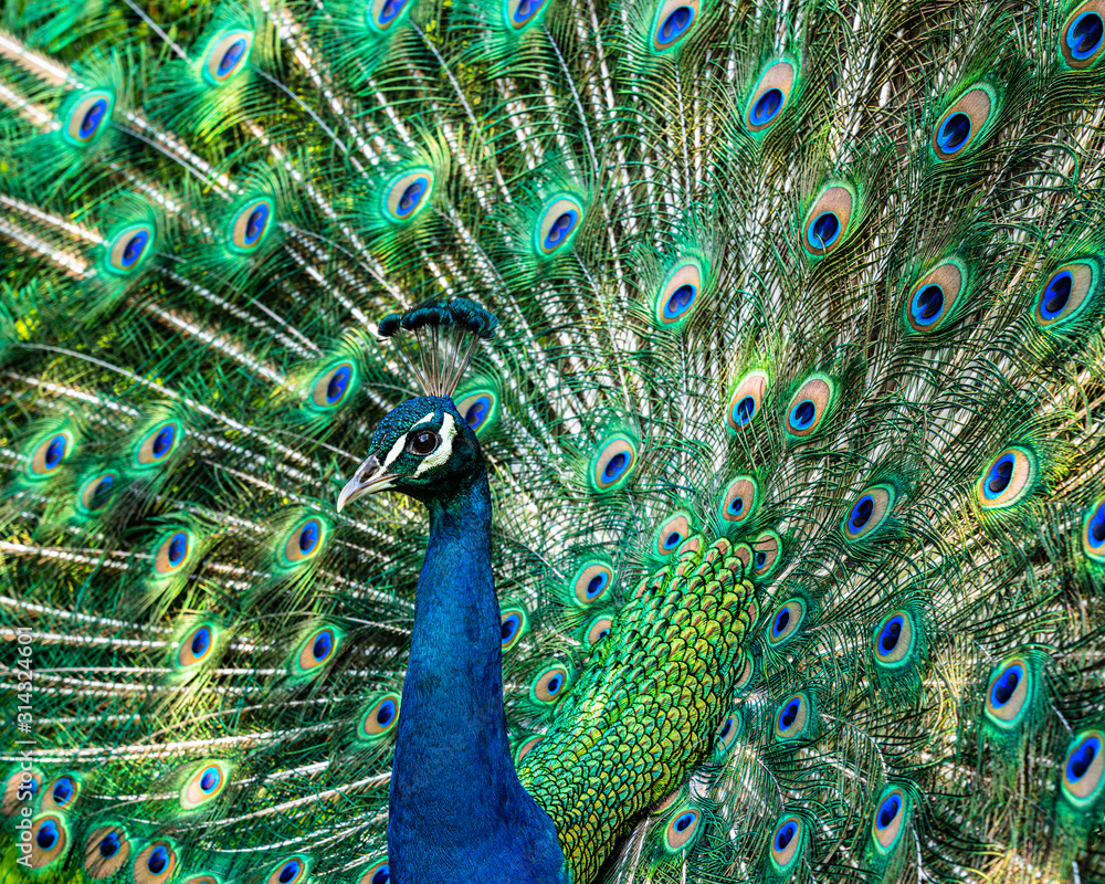 Obraz premium Peacock in the park