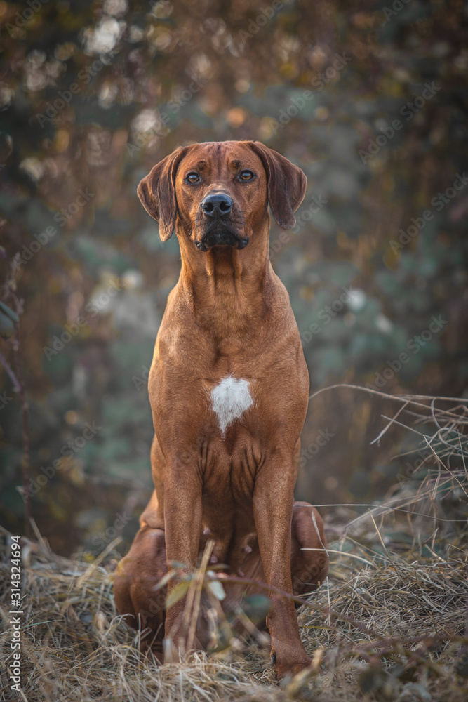 Rhodesian Ridgeback dog portrait 