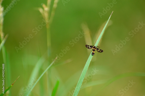 dragonfly on a blade of grass