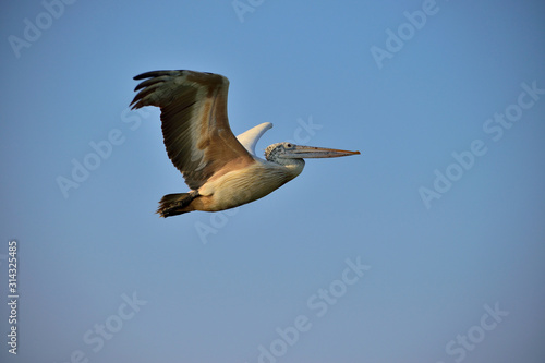 bird in flight