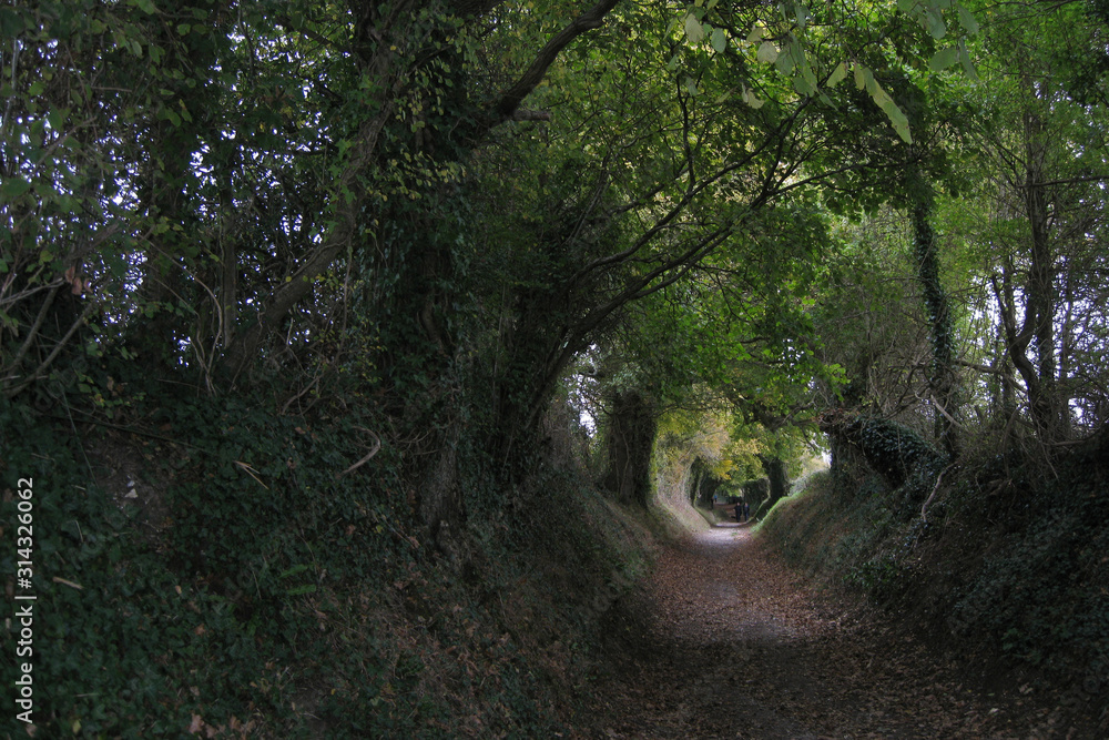 Halnaker tree tunnel in England Halnaker tree tunnel in England