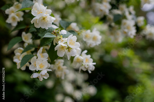 Jasmine flower growing on the bush in garden with sun rays and bokeh.Spring blooms in the garden jasmine bush.Tender jasmine flowers on green blurred background in blossoming park.