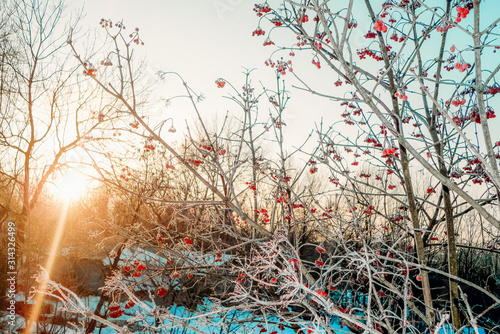 Wallpaper Mural bunch of red viburnum and white snow Torontodigital.ca