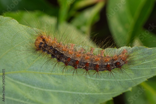 06.06.2019 DE, NRW, Leverkusen Schwammspinner, Raupe Lymantria dispar (LINNAEUS, 1758) photo