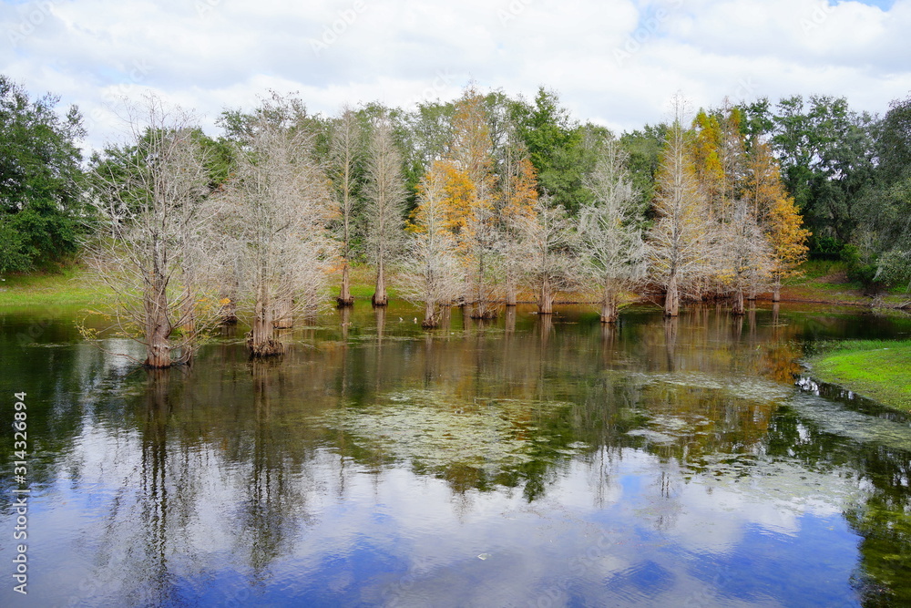 Metasequoia glyptostroboides tree grown in water	