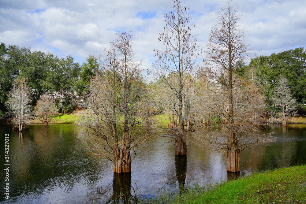 Metasequoia glyptostroboides tree grown in water	