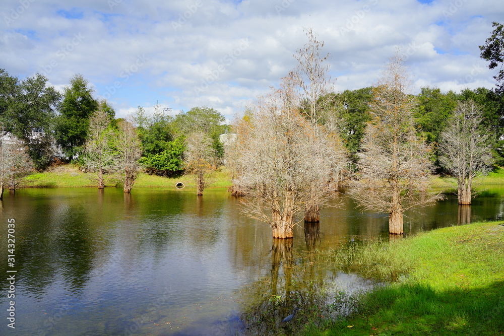 Florida winter landscape: Metasequoia glyptostroboides tree grown in water Florida winter landscape: Metasequoia glyptostroboides tree grown in water