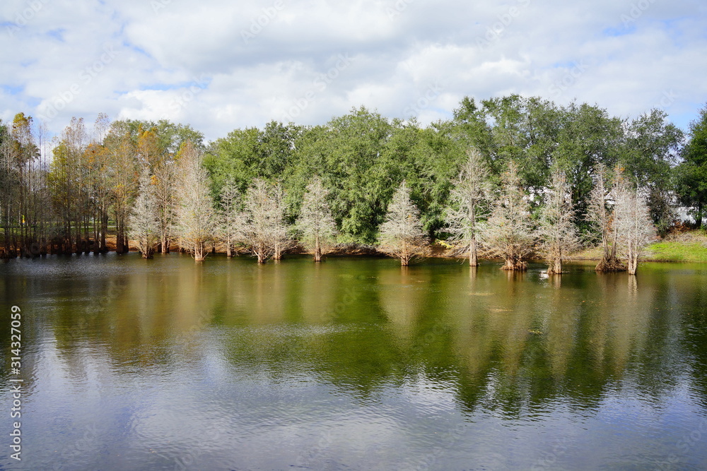 Fototapeta premium Florida winter landscape: Metasequoia glyptostroboides tree grown in water