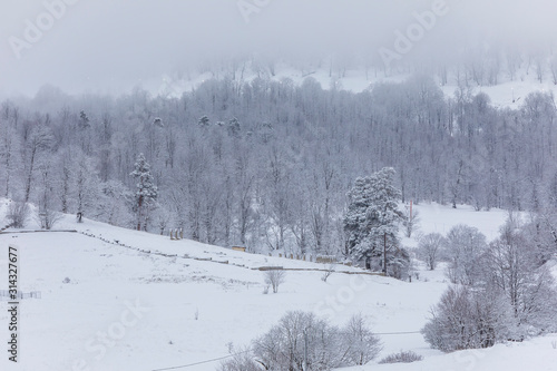 Coniferous forest in the mountains covered with snow and covered with clouds © alexmu