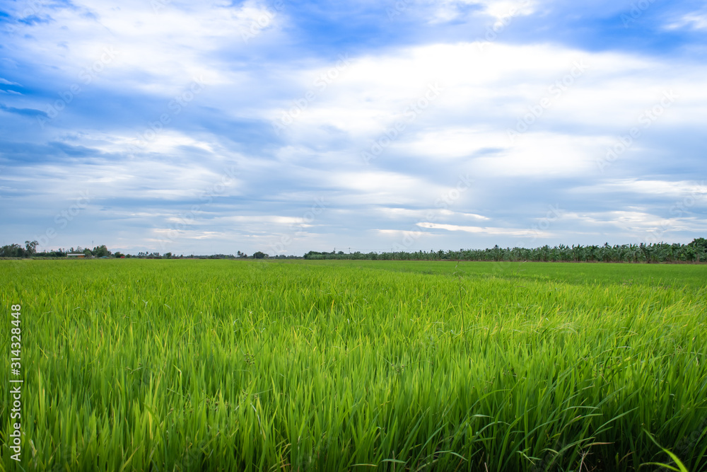 Fototapeta premium rice field against blue sky