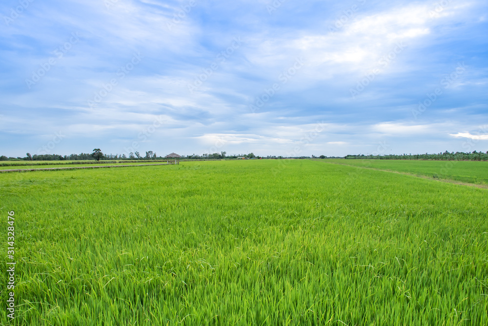 rice field against blue sky