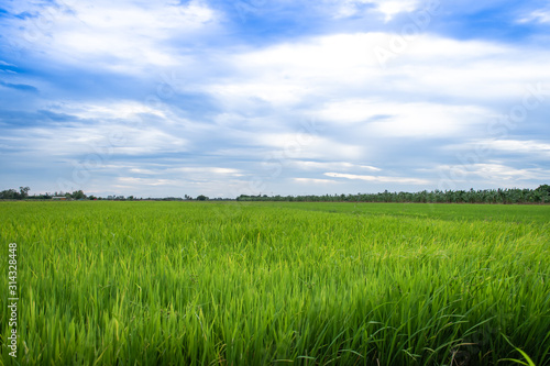 rice field against blue sky