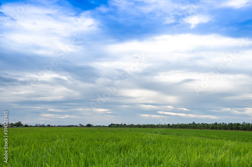 rice field against blue sky
