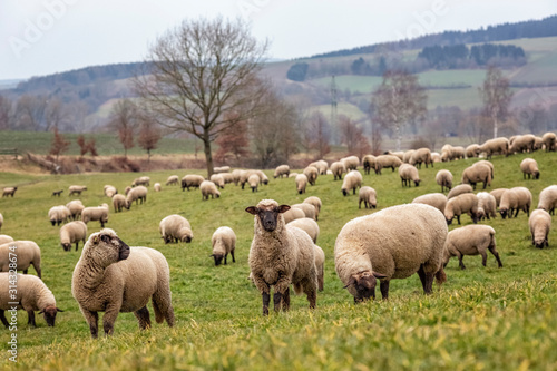 Flock of Sheep on the Grazing Land