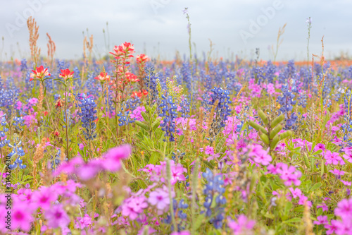 Field of wildflowers in full bloom during spring. Texas blue bonnets and indian paint brush wildflowers
