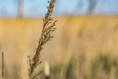 Getreide Feld Nahaufnahme