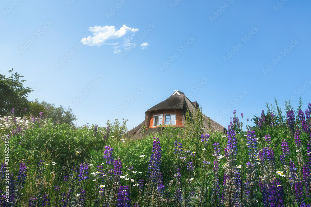 Obraz Frisian house with thatched roof and colorful wildflower field