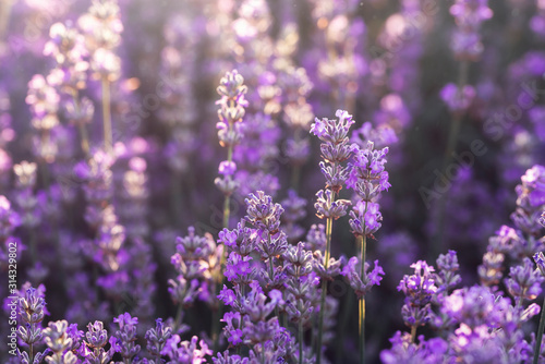 Lavender flowers in bloom in sunlight. Purple lavender field